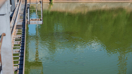 Fish in a cooling pond near Chernobyl nuclear power plant. Radiation, radioactive. Exclusion Zone....