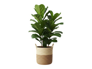 Obraz premium Fiddle leaf fig plant in a basket pot, studio shot isolated on white background