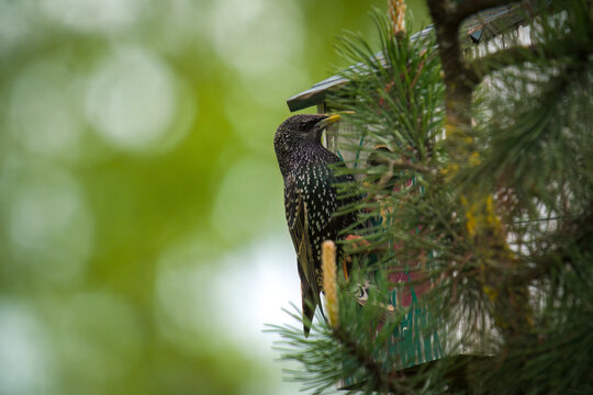 a starling, sturnus vulgaris, perched on a bird house at a spring day