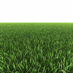 Obraz premium green wheat field