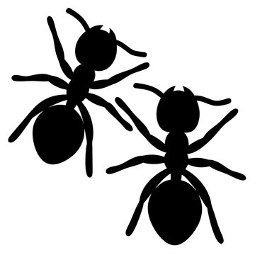 Two black ant silhouettes with slender legs, poised on white background
