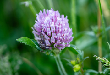 Fototapeta premium Close Up of Red Clover Bloom