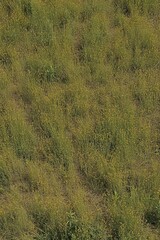 Aerial View of Meadow with Yellow Flowers and Green Grass Blades in Natural Setting on Sunny Day