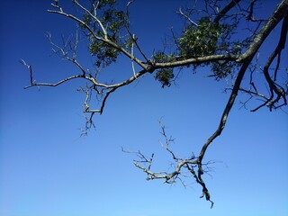 dead tree against blue sky