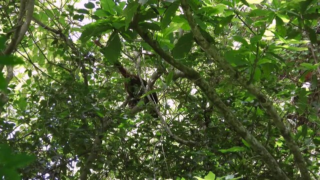 Colombian red howler monkey in the forest during the day in the Colombian coffee growing axis, Colombia, wide shot