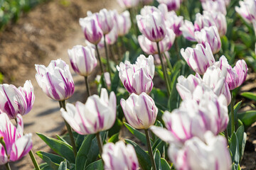 Palampur Tulip Gardens in Summer