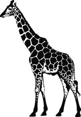 Obraz premium A tall, brown giraffe, a wild mammal with a long neck, standing isolated on a white background