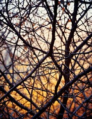 Every branch veils a question not yet asked.