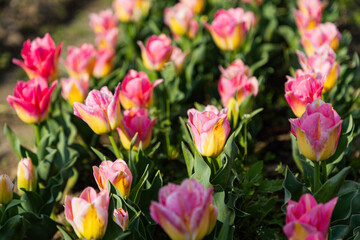 Palampur Tulip Gardens in Summer
