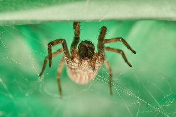 Sunlit Macro Photo Of A Spider On A Textured Leaf