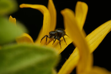 Sunlit Macro Photo Of A Spider On A Textured Leaf