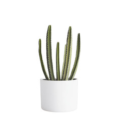 Stylish Cactus Plant in Minimalist White Pot for Modern Home Decor on transparent background