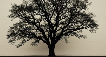Silhouette of a Majestic Tree Against a Light Beige Wall