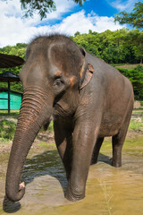 Chiang Mai, Thailand - August 10 2024: Big elephants walking in the Elephant Nature Park. Elephant jungle sanctuary for rescued elephants near Chiang Mai, Thailand. This was during a sunny day.
