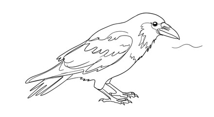 Crow sketch illustration depicting a bird in simple outlines  