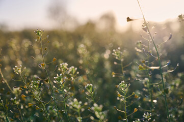 Capsella bursa flowers in warm light in the field.
