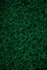 Grass with drops of water. Green background of grass.