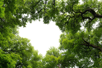 Fototapeta premium green trees, canopy, bottom view, transparent background, 
