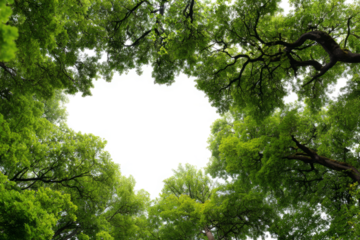 green trees, canopy, bottom view, transparent  background, 