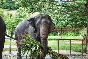 Chiang Mai, Thailand - August 10 2024: Big elephants walking in the Elephant Nature Park. Elephant jungle sanctuary for rescued elephants near Chiang Mai, Thailand. This was during a sunny day.