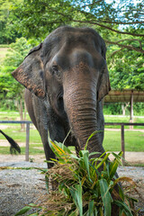 Fototapeta premium Chiang Mai, Thailand - August 10 2024: Big elephants walking in the Elephant Nature Park. Elephant jungle sanctuary for rescued elephants near Chiang Mai, Thailand. This was during a sunny day.