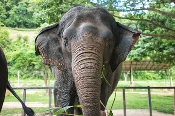 Fototapeta premium Chiang Mai, Thailand - August 10 2024: Big elephants walking in the Elephant Nature Park. Elephant jungle sanctuary for rescued elephants near Chiang Mai, Thailand. This was during a sunny day.