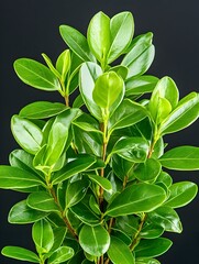Obraz premium Lush, vibrant green foliage with glossy, ovate leaves clustered on dark background