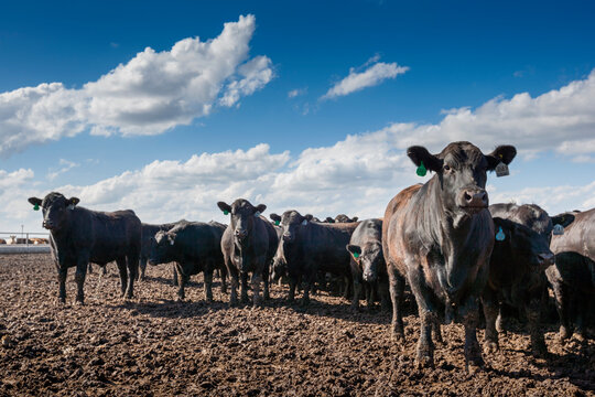 Angus beef cattle in a Beef Feedlot, North Platt, Nebraska, USA