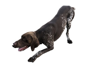 German Shorthaired Pointer Dog Play Bow Isolated On White Background, Energetic Happy Hunting Breed