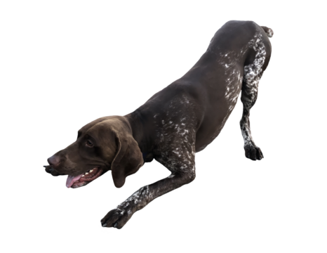 German Shorthaired Pointer Dog Play Bow Isolated On White Background, Energetic Happy Hunting Breed