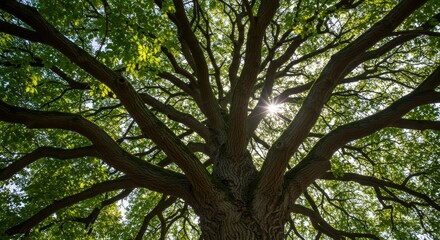 Obraz premium Sunlight Through Ancient Branches - Nature's serenity, longevity, growth, harmony, and peace. A majestic tree symbolizes strength, resilience, and timelessness