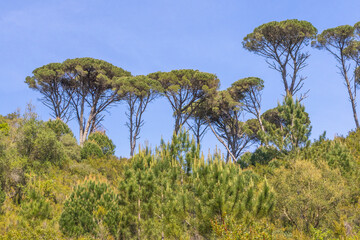 Stone pine and pine trees growing in tapada nacional de mafra, portugal