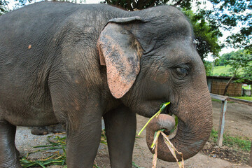 Fototapeta premium Chiang Mai, Thailand - August 10 2024: Big elephants walking in the Elephant Nature Park. Elephant jungle sanctuary for rescued elephants near Chiang Mai, Thailand. This was during a sunny day.