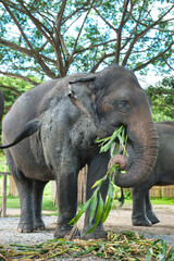 Chiang Mai, Thailand - August 10 2024: Big elephants walking in the Elephant Nature Park. Elephant jungle sanctuary for rescued elephants near Chiang Mai, Thailand. This was during a sunny day.