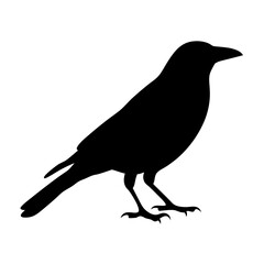 Black Silhouette of a Crow Perched and Standing on White Background