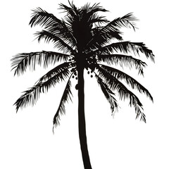 Coconut Palm Silhouette