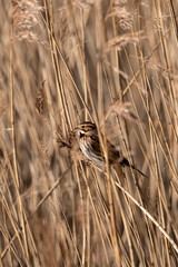 Reed bunting perched among dense reeds in evening light
