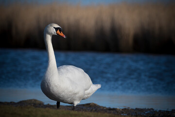 Mute swan surveying land around lake at wetlands
