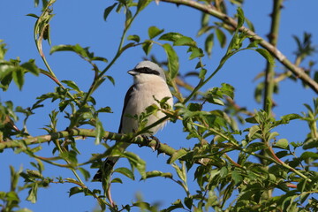 red-backed shrike (Lanius collurio)