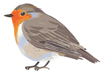 Vector illustration of a realistic chubby robin bird seen from the side on white background