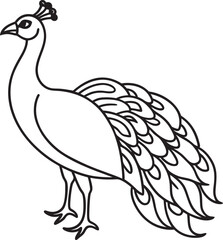 peacock line art vector illustration 