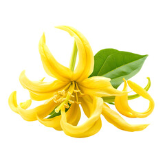Ylang-Ylang png