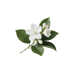 Obraz premium Elegant white jasmine flowers with lush green leaves on a black background blooming with delicate petals and subtle details for beauty and wellness