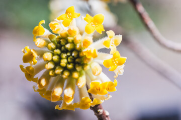 ミツマタの花