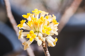 ミツマタの花