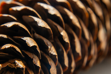 Close up view of pine cone