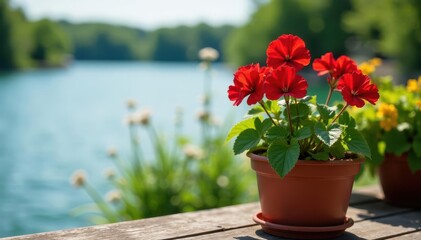 Vibrant geranium blooms in terracotta pot, lakeside deck , potted plant, rustic, pot