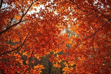 Autumn leaves backlit, fiery oranges and reds glowing , shadow, environment, orange