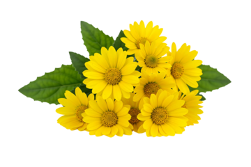 bouquet of sunflowers, Lively cluster of yellow daisies with soft green foliage, isolated on transparent background 