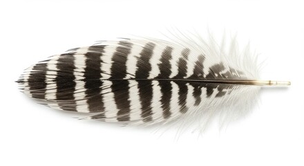 Close up photograph of a striking bird feather with intricate pattern and contrasting colors